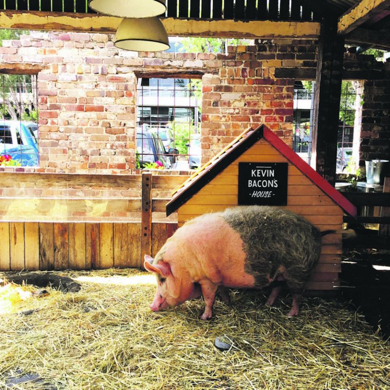 Meet Kevin Bacon of the Grounds of Alexandria. Oink oink. — TODAY pic
