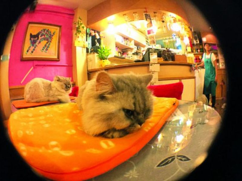 Meet the cute felines at Cat Flower Garden cafe. ― Picture by Peter Yeo/TODAY