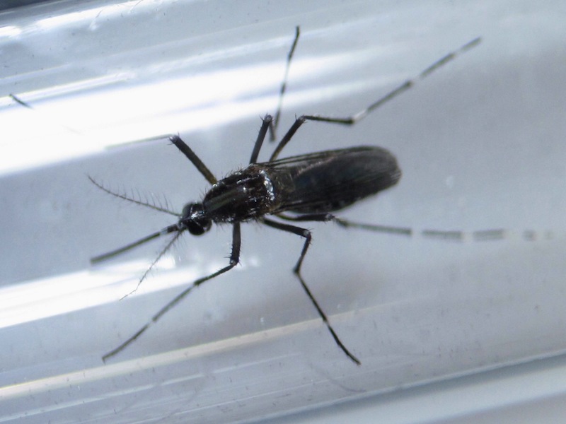 An edes aegypti mosquito is seen inside a test tube in Guadalupe, neighbouring Monterrey, Mexico, March 8, 2016. u00e2u20acu201d Reuters pic