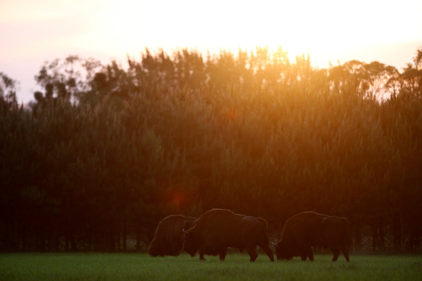 European bison graze on the edge of Bialowieza forest, the last primeval forest in Europe, near Bialowieza village, Poland May 28, 2016. — Reuters pic 