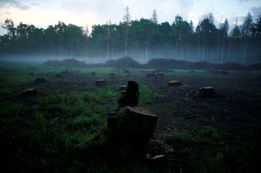 Tree stumps are seen at Bialowieza forest, the last primeval forest in Europe, near Bialowieza village, Poland June 4, 2016. — Reuters pic