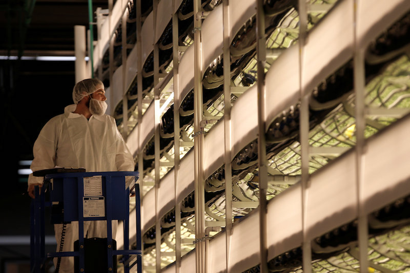 A worker inspects vertical farming beds for growing a variety of baby greens at an AeroFarms Inc indoor vertical farming facility in a former indoor paintball arena in Newark, New Jersey, June 24, 2016. u00e2u20acu201d Reuters pic