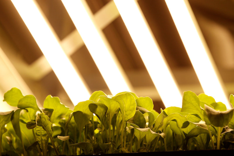 Baby arugula grows in a vertical farming bed at an AeroFarms Inc indoor vertical farming facility in a former indoor paintball arena in Newark, New Jersey, June 24, 2016. u00e2u20acu201d Reuters pic