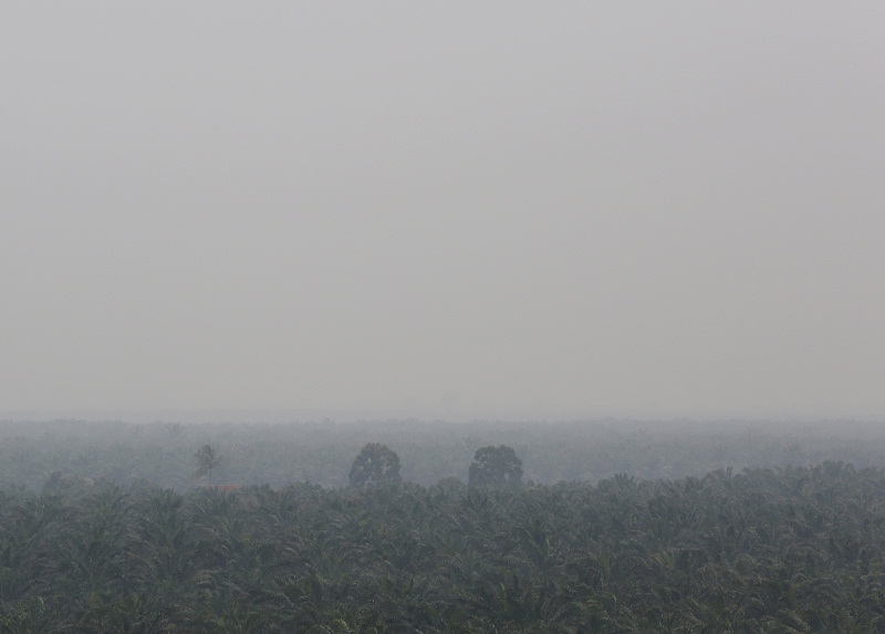 Trees in a palm oil plantation are shrouded in haze in Klang, Malaysia, October 7, 2015.