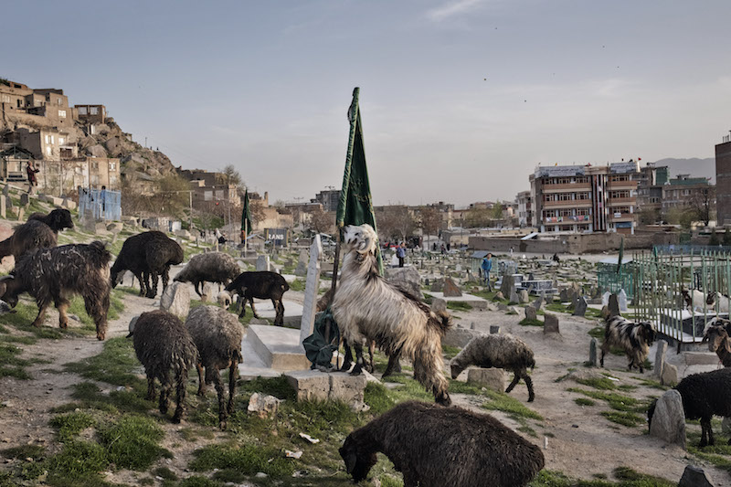 A flock of sheep graze among graves at Kart-e-Sakhi cemetery in Kabul, Afghanistan, April 7, 2016. — Picture by Adam Ferguson/The New York Times