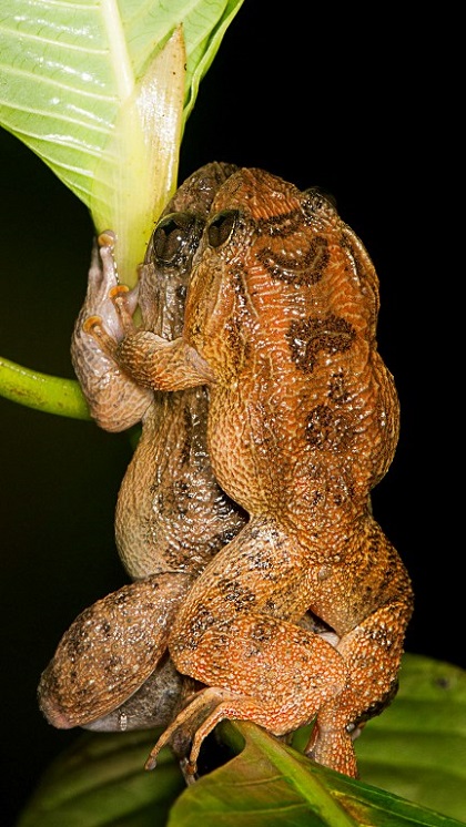 Bombay Night frogs in Dorsal straddle, a new mode of coupling in frogs, as seen in this handout picture received from the Department of Environmental Studies at Delhi University, June 14, 2016. — AFP pic