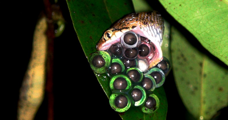 Eggs of the Bombay Night frog being eaten by a snake in this handout picture received from the Department of Environmental Studies at Delhi University, June 14, 2016. u00e2u20acu201d AFP pic 
