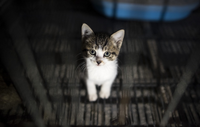 A kitten sits in his enclosure at a Buddhist temple in the suburbs of Shanghai on December 3, 2015. u00e2u20acu201d AFP pic