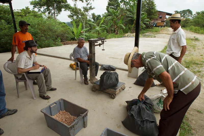 Austrian man Carl Schweizer (left) trades cocoa cobs and beans local farmers in Piedra de Plata, Ecuador June 4, 2016. u00e2u20acu201d Reuters pic