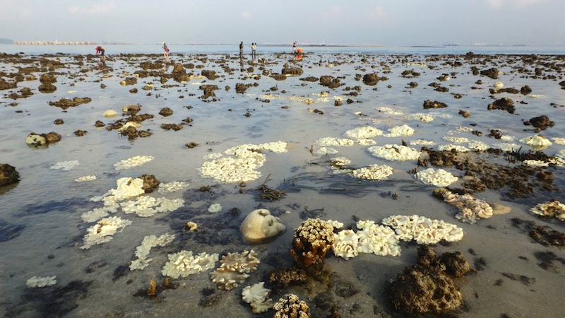 Various stages of bleaching were reported from the beginning of June at reefs within Singaporeu00e2u20acu2122s southern waters, caused by the higher-than-normal temperatures due to the El Nino effect courtesy of Ria Tan. u00e2u20acu201d TODAY pic