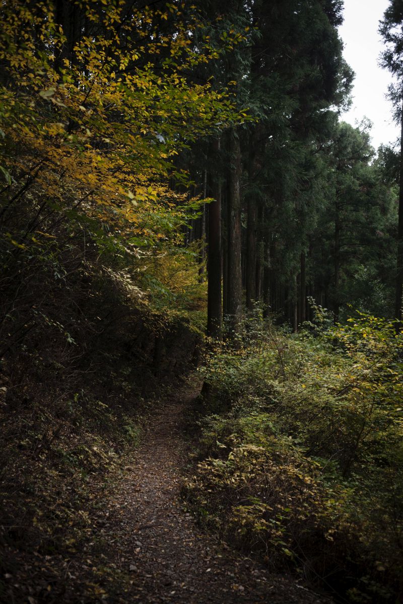 A section of the Kumano Kodo, a religious pilgrimage trail on Japan’s Kii peninsula, November 12, 2015. — New York Times picture