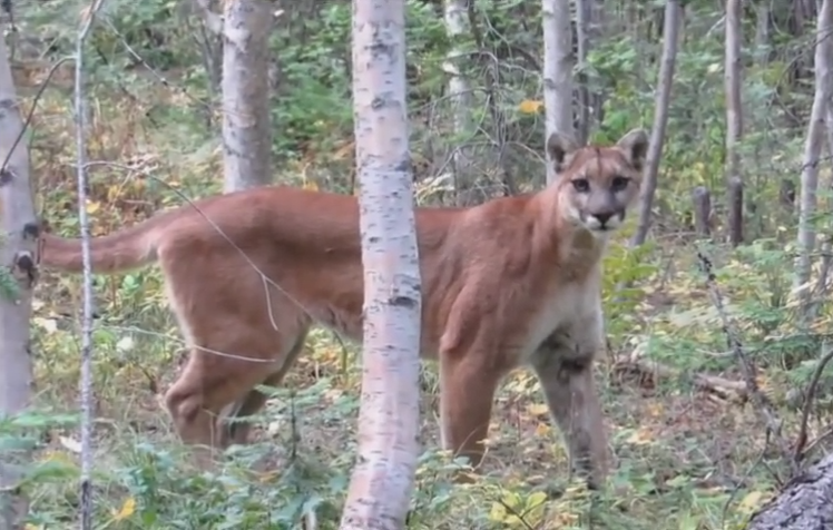 Officials were searching for a second mountain lion after witnesses said two lions were seen in the area prior to the incident, the Colorado Parks and Wildlife department said. u00e2u20acu201d YouTube screengrab