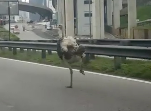 An ostrich is seen running along the Federal Highway, June 16, 2016. u00e2u20acu201dVideo screenshot courtesy of jeffsandhu/Instagram