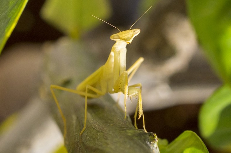 A Mantis Religiosa, most commonly known as a Praying Mantis, is pictured on an orange tree in the Israeli Mediterranean coastal city of Netanya February 17, 2016. u00e2u20acu201d AFP pic