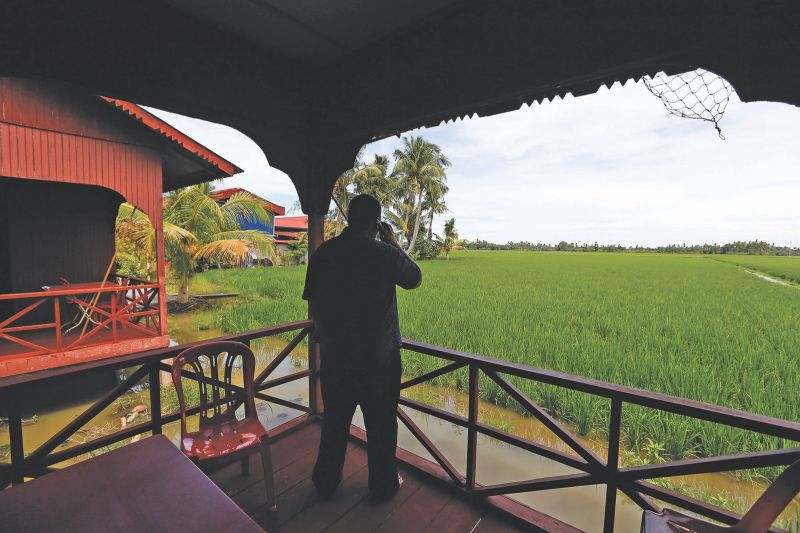 A guest at a homestay overlooking padi fields. Operators of accommodation facilities say the by-election has brought a deluge of visitors to their town. u00e2u20acu201d Picture by Firdaus Latif