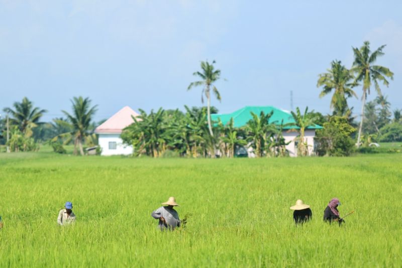 Farmers working hard under the hot sun in the paddy fields in Sungai Besar, June 11, 2016. u00e2u20acu2022 Picture by Saw Siow Feng