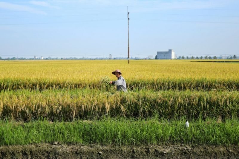 A farmer harvests paddy in Sekinchan, June 11, 2016. u00e2u20acu2022 Picture by Saw Siow Feng