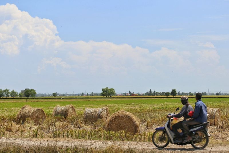 Motorcyclists ride along the paddy fields in Sekinchan, June 11, 2016. u00e2u20acu2022 Picture by Saw Siow Feng