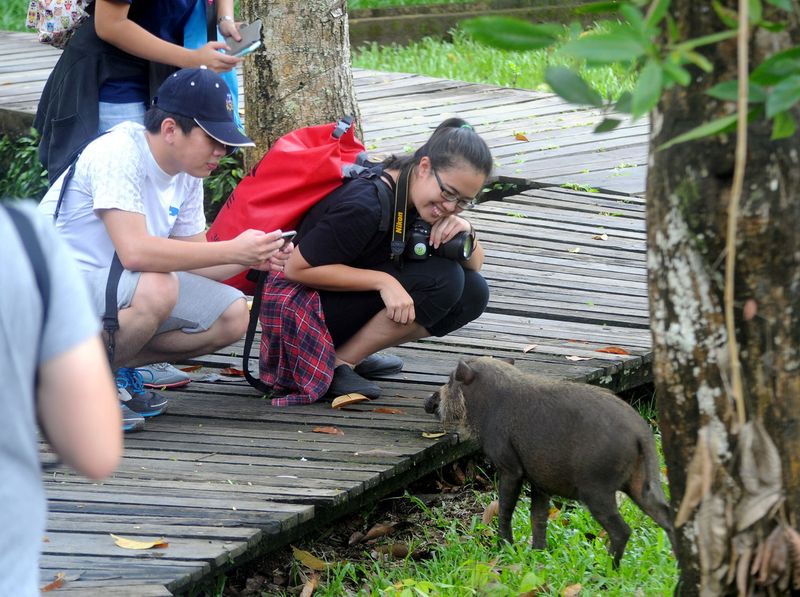 Para pelancong dari dalam dan luar negara melihat lebih dekat hidupan liar yang terdapat di Taman Negara Bako, Sarawak 14 June 2016. u00e2u20acu201d Foto Bernama  