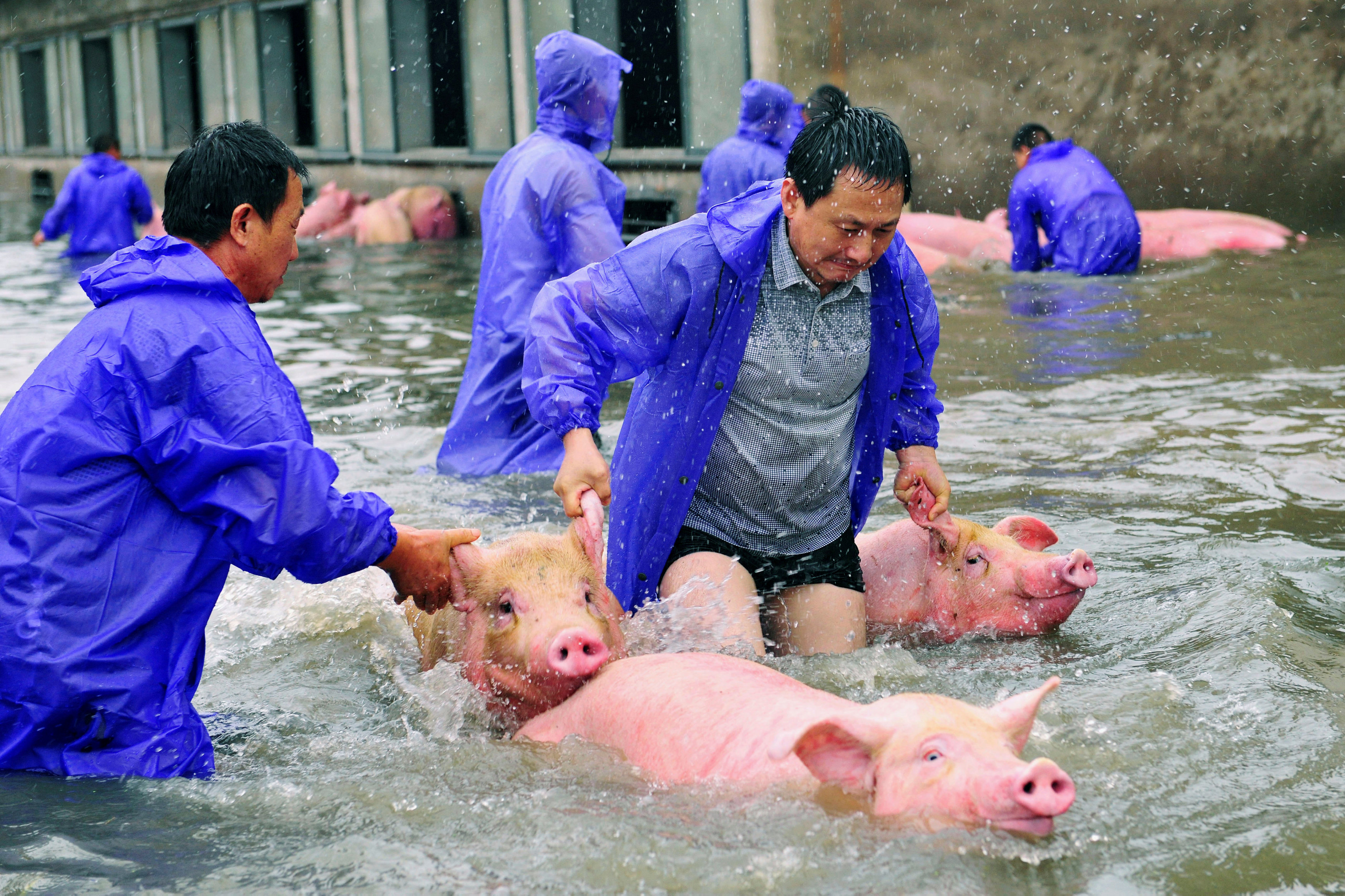People drive pigs as they save them from a flooded farm in Luu00e2u20acu2122an, Anhui Province, China July 5, 2016. u00e2u20acu201d Reuters pic