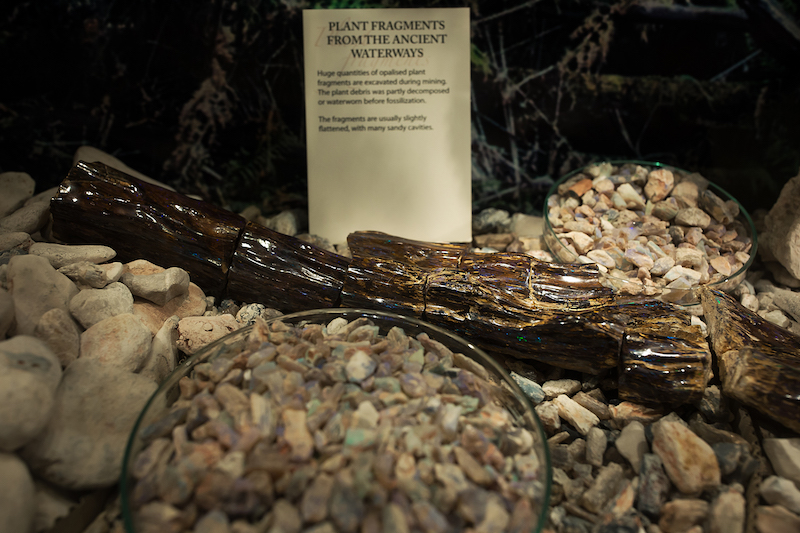 An Australian town’s rare mix: Dinosaur bones and opalised pine cones ...