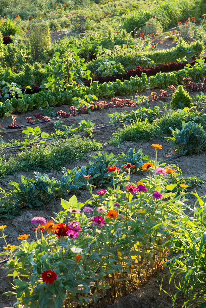 An organic vegetable garden, part of The Tres Santos project in the small town of Todos Santos, Mexico, July 6, 2016.