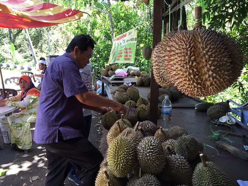 A customer carefully chooses durian at a durian stall in Balik Pulau July 17, 2016. u00e2u20acu201d Picture by KE Ooi
