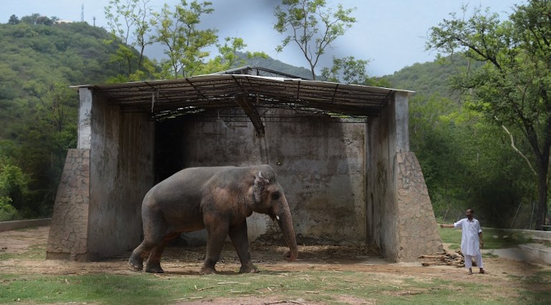 A Pakistani elephant caretaker with the elephant known as Kaavan at the Marghazar Zoo in Islamabad June 30, 2016. u00e2u20acu201d AFP pic