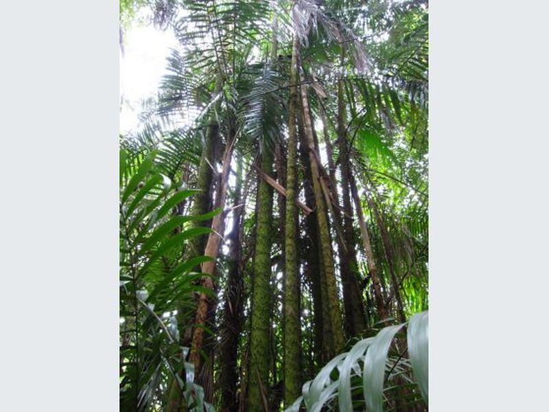 The Nibong Palm is one out of the other many palm trees that can be found at the Lower Peirce Trail. ― Picture courtesy of National Parks Board/TODAY