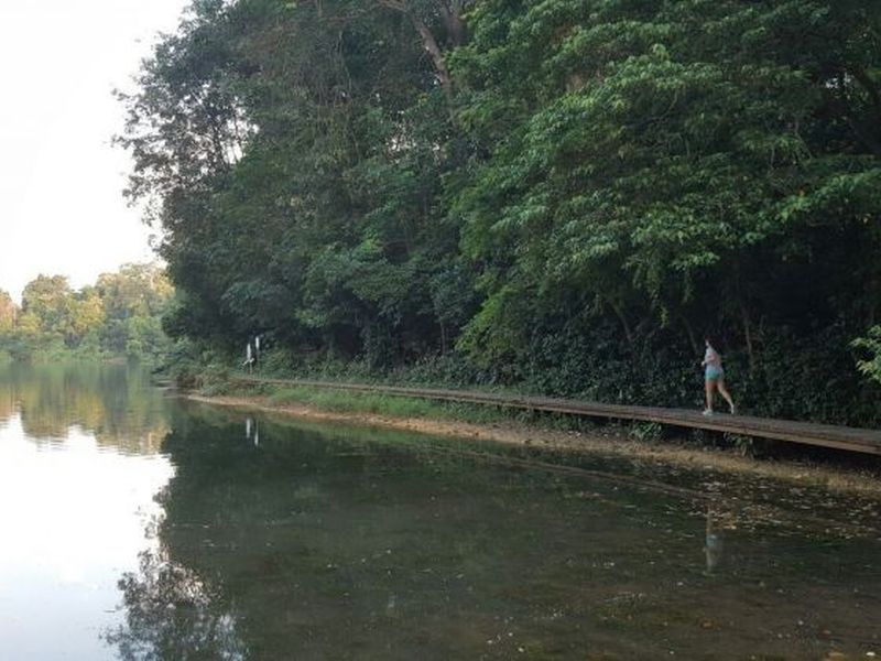 The Prunus Trail located at the edge of Lower Peirce Reservoir is the last remaining mature secondary forest in Singapore. u00e2u20acu2022 Picture by Muhd Affandi/TODAY