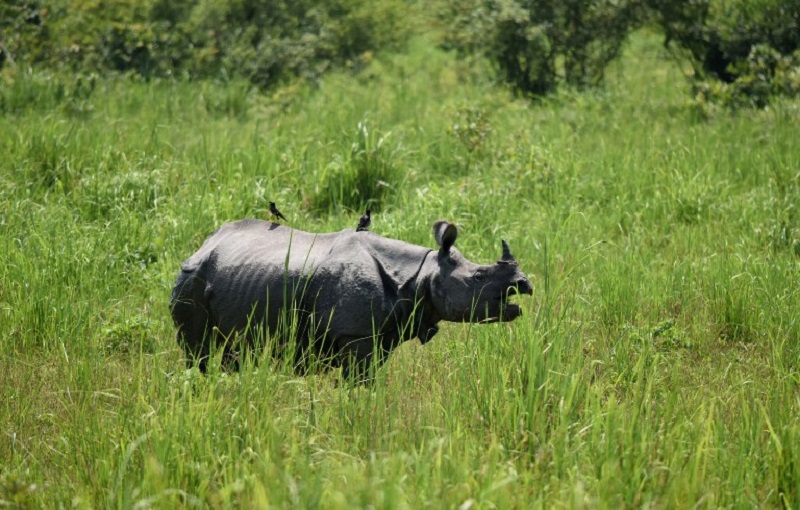 An Indian one-horned rhino grazes in Kaziranga National Park, some 250kms east of Guwahati in this picture taken June 2, 2016. u00e2u20acu201d AFP pic