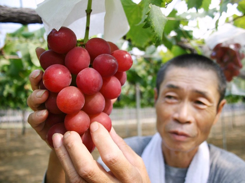 Japanese farmer Tsutomu Takemori displays a cluster of recently-developed u00e2u20acu02dcRuby Romanu00e2u20acu2122 grapes at his vineyard in Kahoku city in Ishikawa prefecture, northern Japan, August 11, 2008. u00e2u20acu201d AFP pic