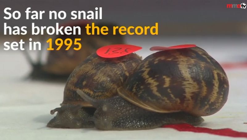 Image from the Reuters video on the annual world championship race for snails.