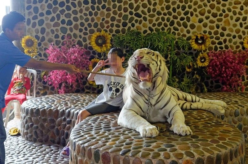 According to a report from World Animal Protection Group, tourists who visit tiger tourism sites are inadvertently supporting an abusive industry. u00e2u20acu201d AFP pic