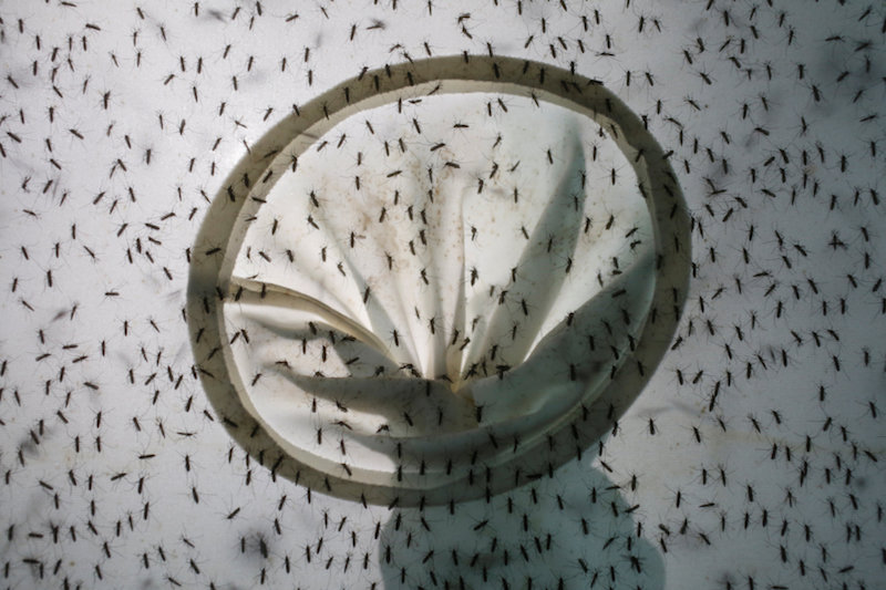 Mosquitos are bred inside Sun Yat-Sen University-Michigan State University Joint Centre of Vector Control for Tropical Disease in Guangzhou July 28, 2016. u00e2u20acu201d Reuters pic