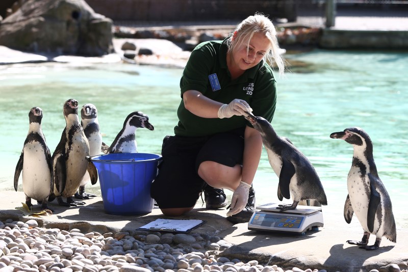 A zoo keeper weighs Humboldt penguins during the annual weigh-in at London Zoo in London, Britain August 24, 2016. u00e2u20acu201d Reuters pic