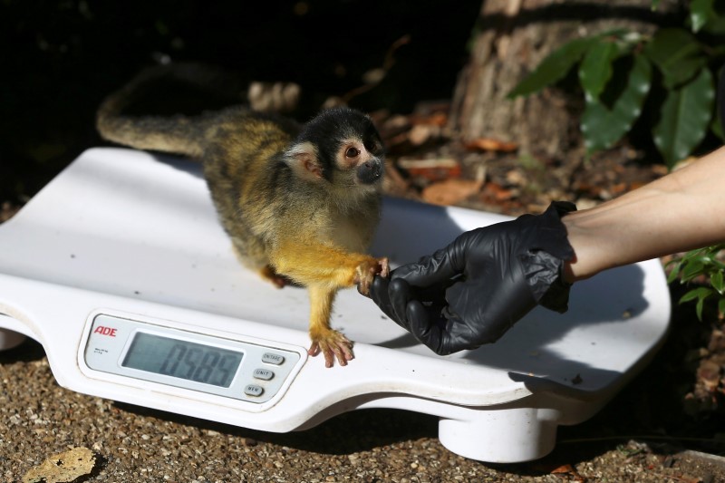 A squirrel monkey sits on a scale during the annual weight-in at London Zoo in London, Britain August 25, 2016.