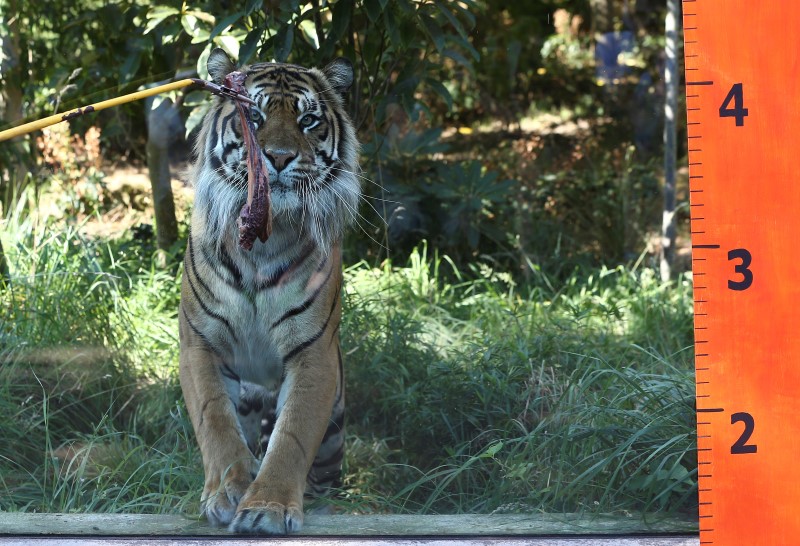 A Sumatran tiger is enticed by meat during the annual weigh-in at London Zoo in London, Britain August 25, 2016. 