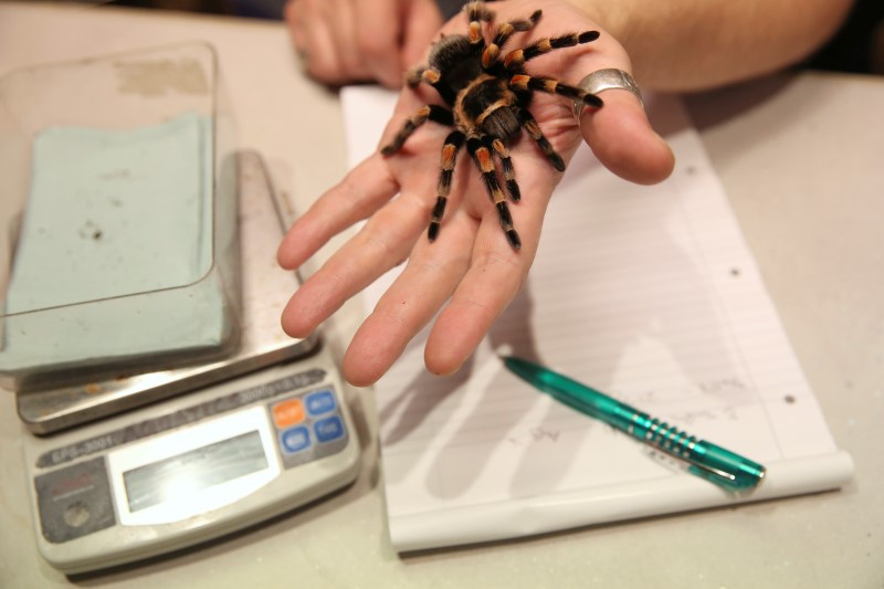 A red-kneed tarantula spider is held during the annual weigh-in at London Zoo in London, Britain August 25, 2016. u00e2u20acu201d Reuters pic