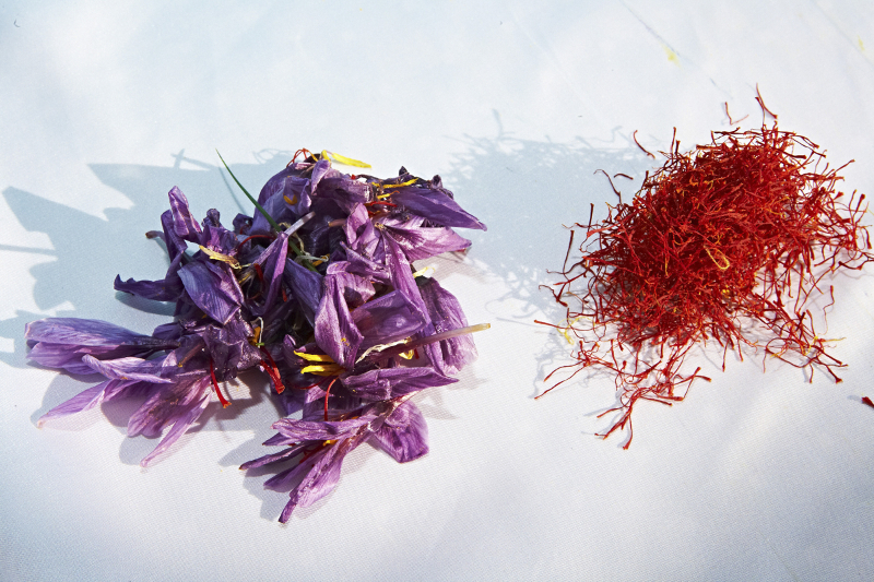 An undated handout photo of saffron crocus flowers (left) and stigmas, which is separated by hand from the blossom and then dried into rusty-red threads. — Picture by Melanie Dunea via The New York Times