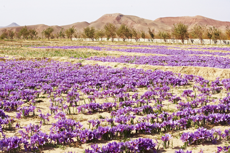 An undated handout photo of saffron fields in Herat Province, Afghanistan. — Picture by Melanie Dunea via The New York Times