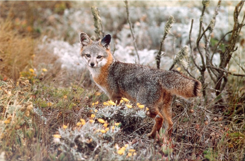 California’s rare island fox no longer on brink of extinction | Malay Mail