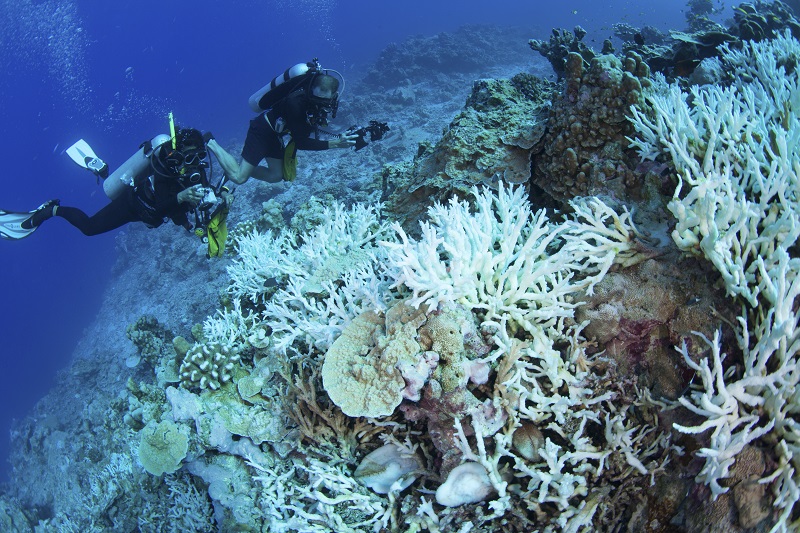 An undated handout photo of healthy and thriving Acropora table coral in the Coral Castles site. — Picture by Shawn Harper/New England Aquarium via The New York Times