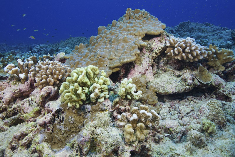 An undated handout photo of healthy coral in the Phoenix Islands Protected Area. u00e2u20acu201d Picture by Shawn Harper/New England Aquarium via The New York Times