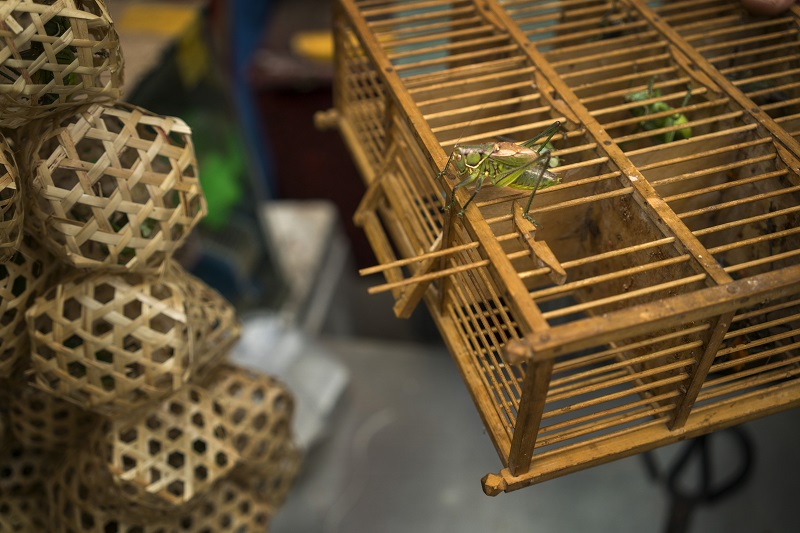 A vendoru00e2u20acu2122s katydids and woven balls they are sold in, at a market in Beijing, August 16, 2016.  u00e2u20acu201d Picture by Adam Dean for The New York Times
