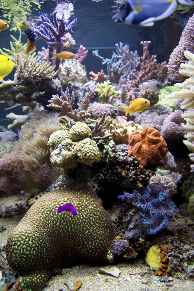 Star Alliance's round-the-world nature itinerary includes a stop at the Great Barrier Reef.