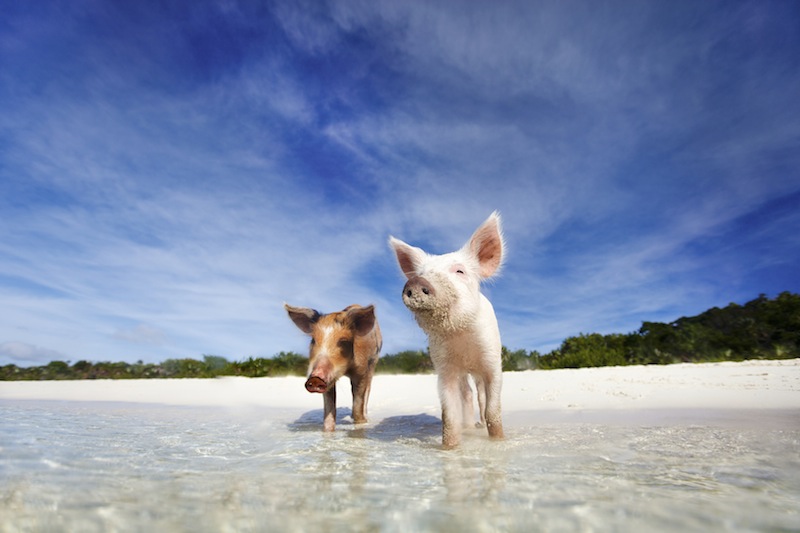 Swim with the wild pigs of the Exumas archipelago in the Bahamas. u00e2u20acu201d AFP pic