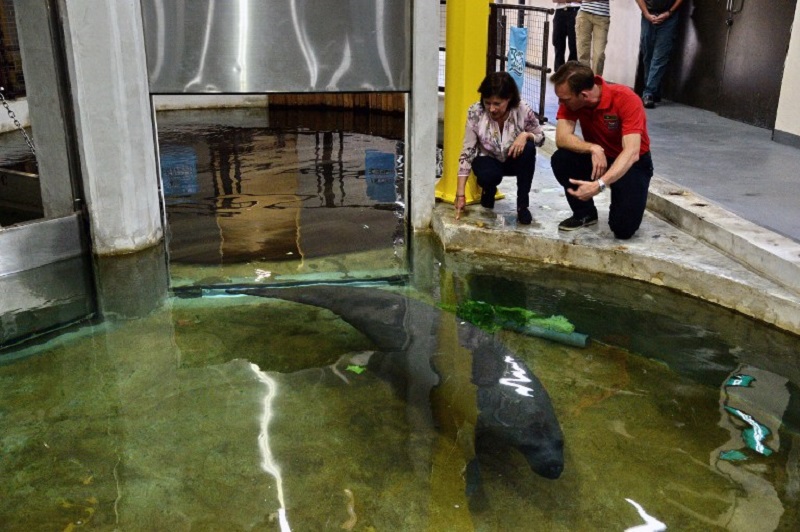 Deputy Head of Mission from French embassy in Singapore Laurence Beau (left) and group CEO of Mandai Park Holdings Mike Barclay feed a West Indian manatee with vegetables during a farewell ceremony at the River Safari theme park in Singapore August 8, 201