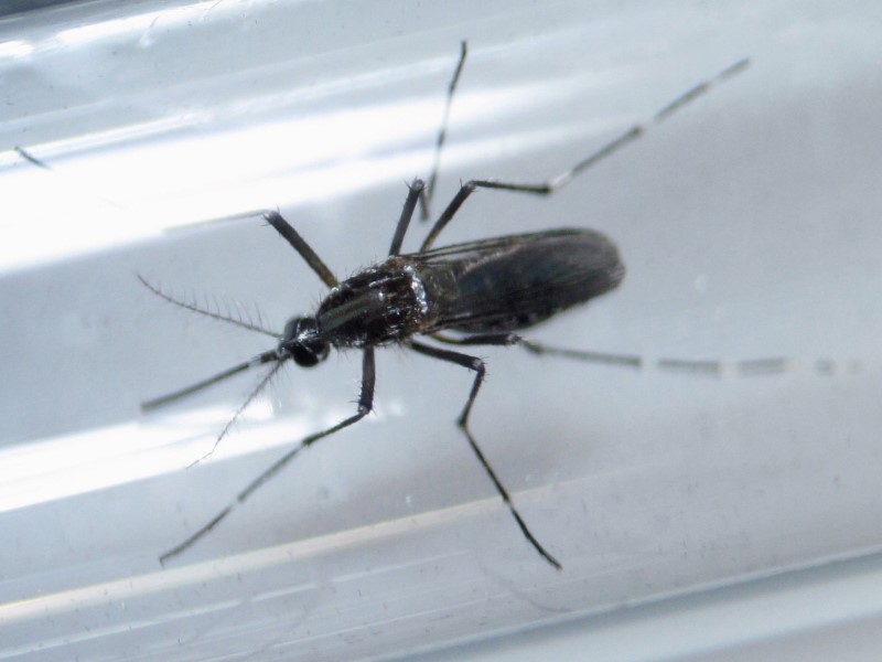An Aedes aegypti mosquito is seen inside a test tube as part of a research on preventing the spread of the Zika virus and other mosquito-borne diseases at a control and prevention center in Guadalupe, neighbouring Monterrey, Mexico, March 8, 2016. REUTERS
