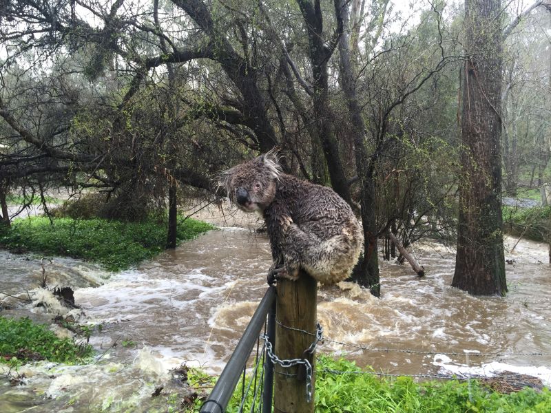 A koala soaked by floodwaters sits atop a fence post to escape the deluge in the town of Stirling in the Adelaide Hills of South Australia. u00e2u20acu2022 Reuters pic